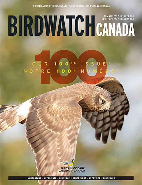 The fall 2020 cover of BirdWatch Canada. The cover features a singing Marsh Wren clinging to a reed, with its tail lifted to the sky at an improbable angle