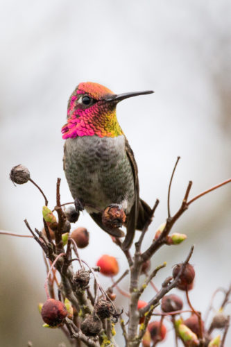 Feeding and attracting hummingbirds_Anna's Hummingbird_Robert Hechler