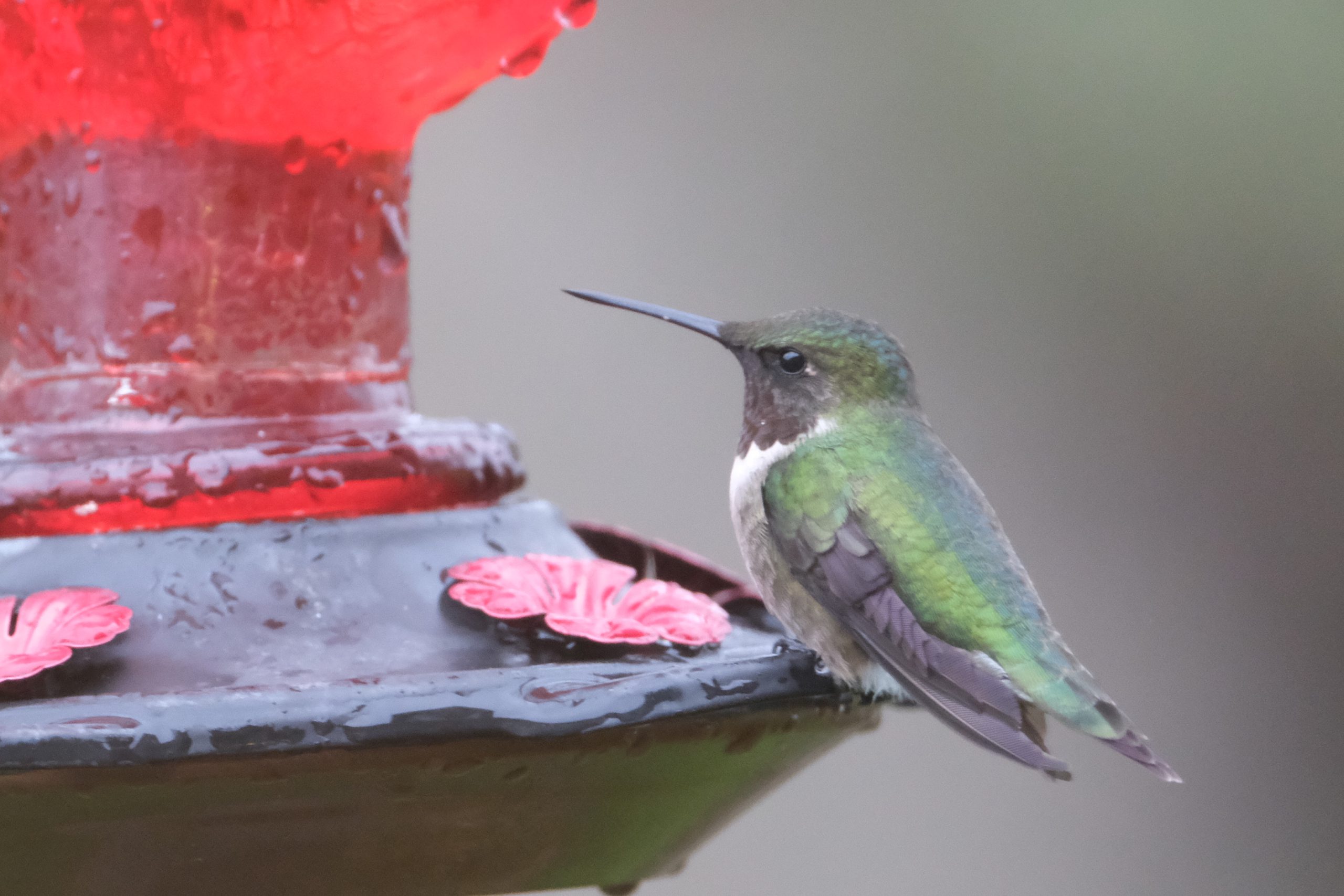 Feeding and attracting hummingbirds_Ruby-throated Hummingbird_male KW