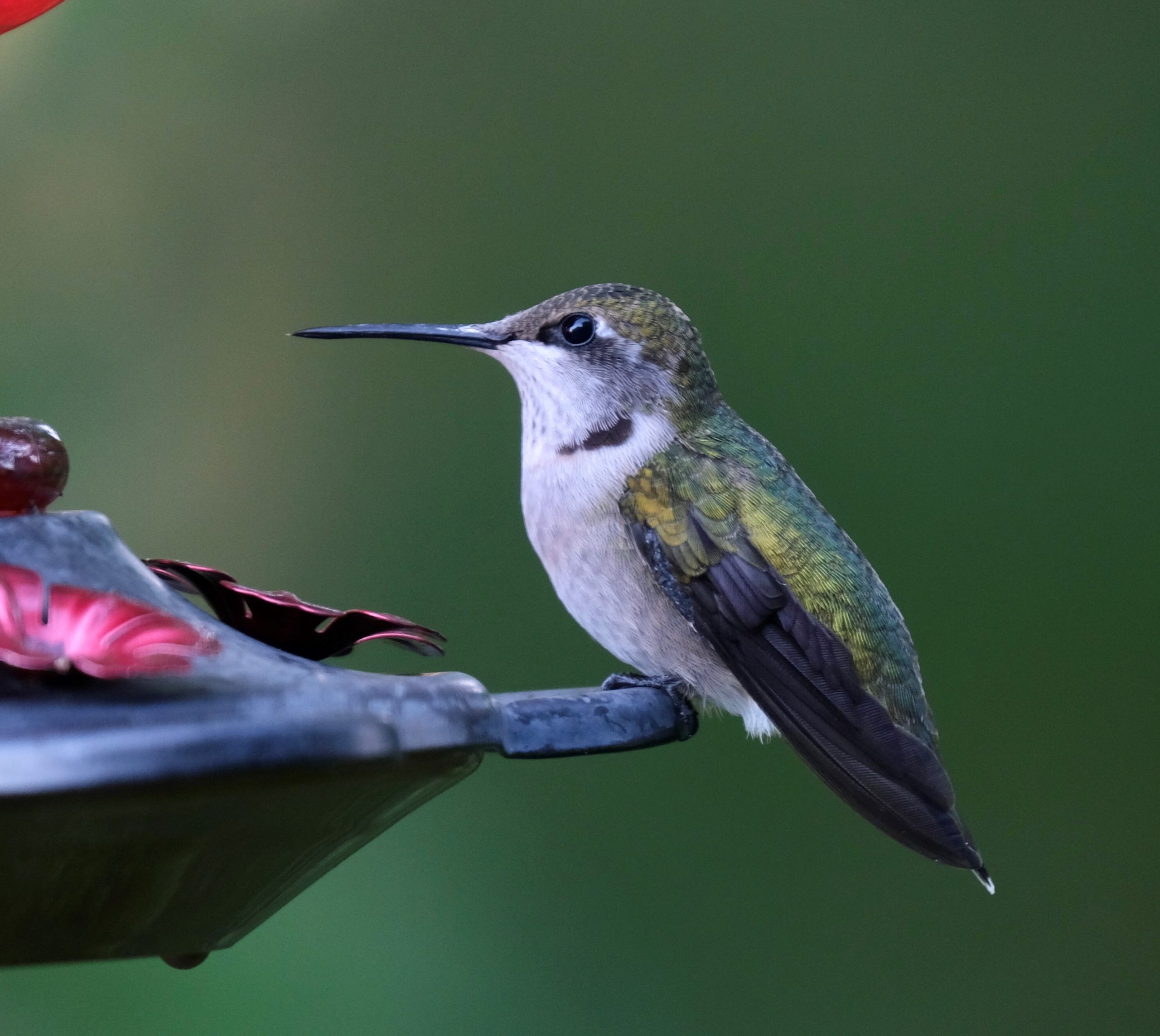 Feeding and attracting hummingbirds_Ruby-throated Hummingbird_young male_KW