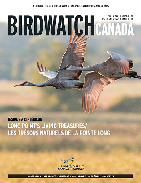 The fall 2020 cover of BirdWatch Canada. The cover features a singing Marsh Wren clinging to a reed, with its tail lifted to the sky at an improbable angle