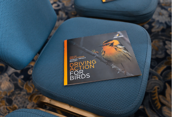Make a Difference for Birds and Biodiversity: Join Birds Canada’s Board of Directors