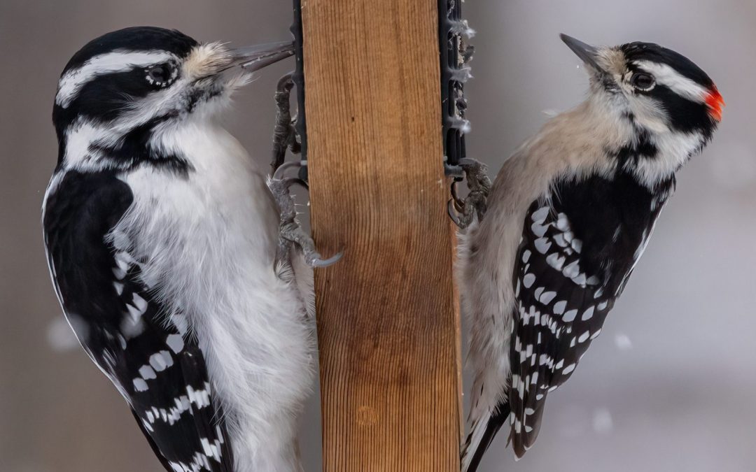 Project FeederWatch Returns for Its 39th Season: Discover the Joy of Watching Birds, Together