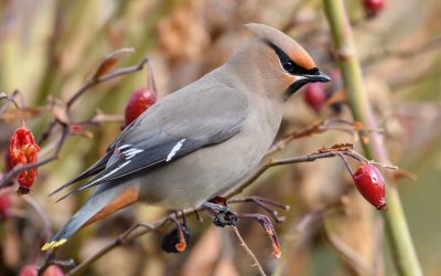 2023 Great Backyard Bird Count Results