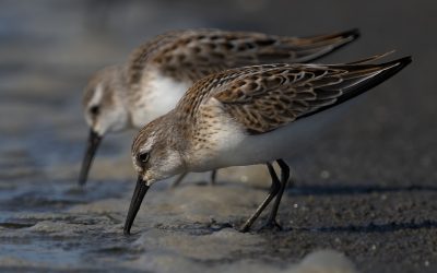 Western Sandpiper – showy shore socialite
