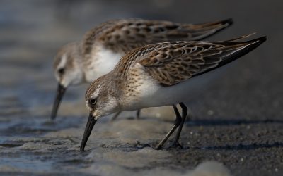 Western Sandpiper – showy shore socialite