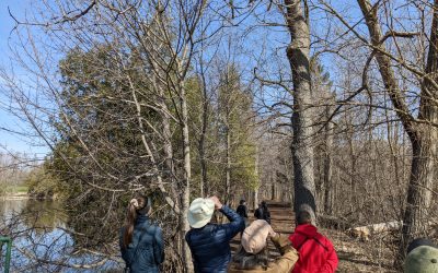 Largest Provincial Citizen Science Effort Underway  to Help Birds and Biodiversity in Ontario