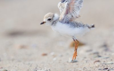 A Conservation win for West Mabou Beach, Nova Scotia