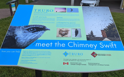 Working with Maritimes Municipalities to Protect Urban Chimney Swift Habitat