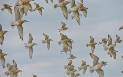 Birds We Love a Lot? The Amazing Red Knot!