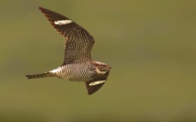 Volunteers needed for the Canadian Nightjar Survey