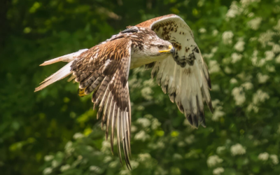 Tracking a Vagrant Ferruginous Hawk in Ontario