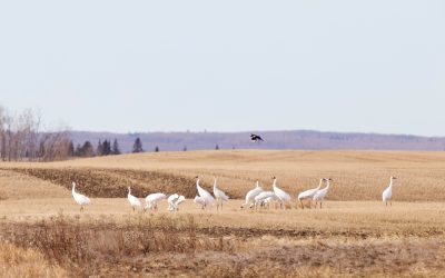 Whooping Cranes? More like Dancing Cranes!