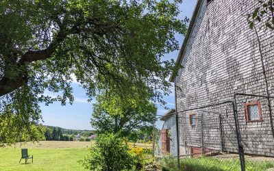 You’ve heard of Chimney Swifts, but what about “Barn” Swifts?