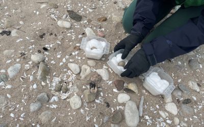 Abandoned critically endangered shorebird eggs given a fighting chance in captive rearing