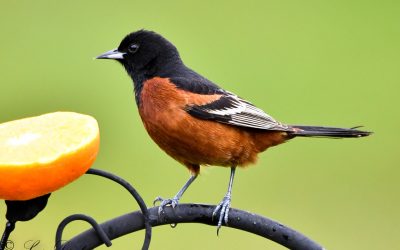 Tips for Feeding and Attracting Orioles