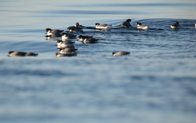 Marine Bird Mass Mortality Events as an Indicator of the Impacts of Ocean Warming