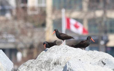 Be part of crucial data collection on coastal and marine birds along the British Columbia coast