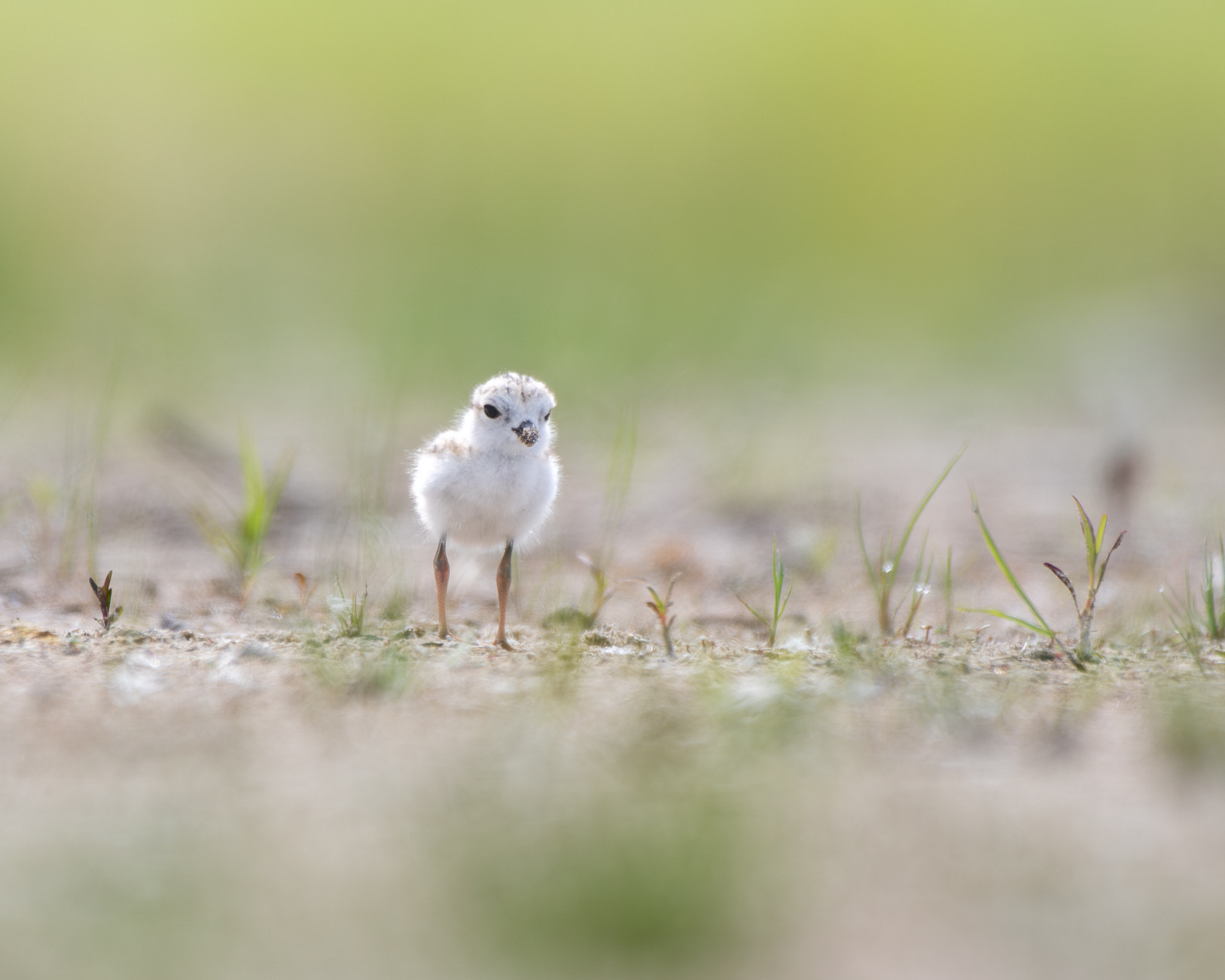 A newfly fledged Piping Plover stands alone on a sparsely vegetated beach.