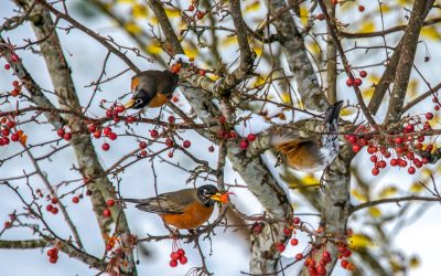 Species in Focus: American Robin