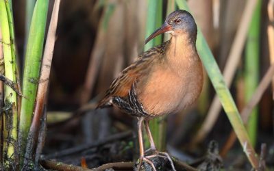 Visualizing Bird Song to Advance Conservation in Central British Columbia