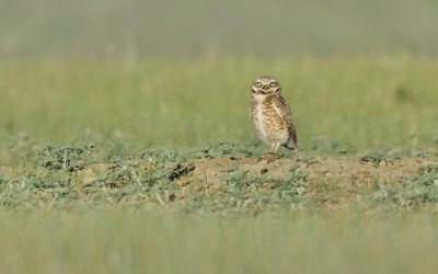 Species in Focus: Disappearing icon of the Canadian Prairies—the Burrowing Owl