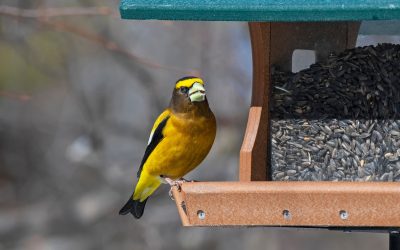 It’s Time to Help the Birds You Love!