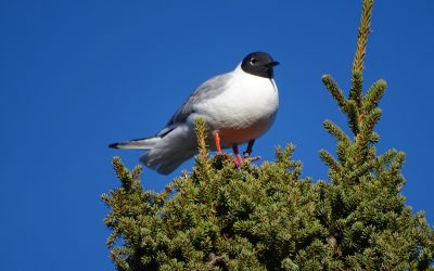 Birds Canada and QuébecOiseaux welcome announcement from the American Ornithological Society