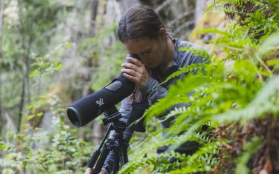 Helping to Unravel the Mysteries of the Black Swift