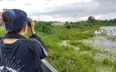 Great Lakes Marsh Birds: Down, Down, Down, and Up Again!