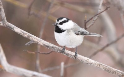Go Birding with Others for the Great Backyard Bird Count  February 16-19, 2024