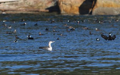 The continued success of Key Biodiversity Area Bird Counts in the Metro Vancouver region