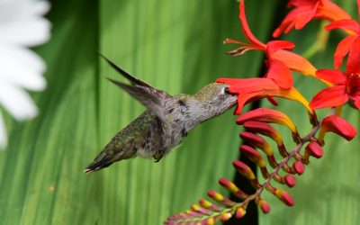 Gardening for Birds