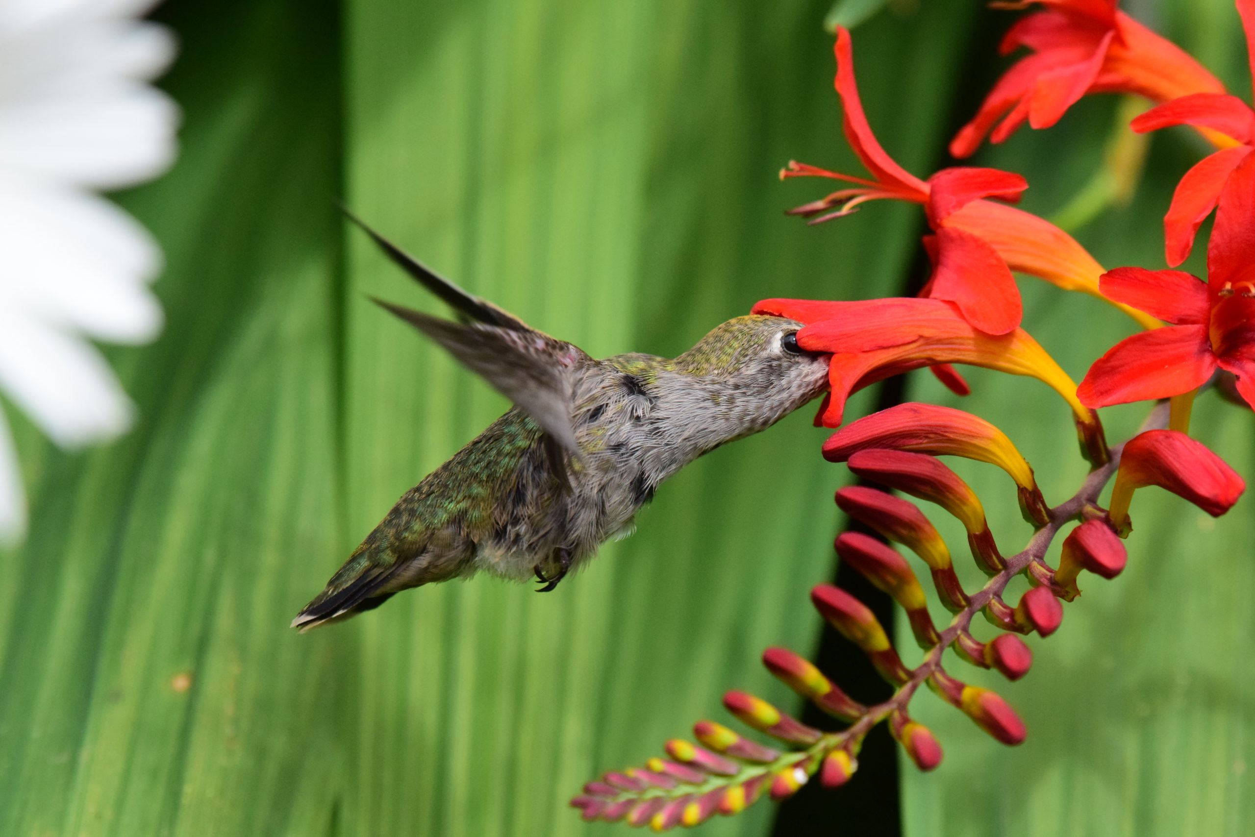 An Anna's Hummingbird feeds on a Red Flowering Currant. 
