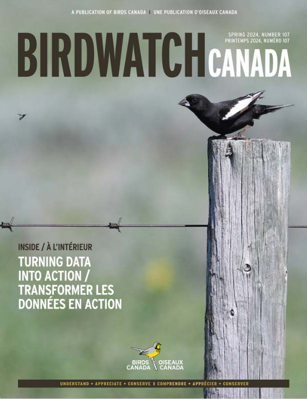 The fall 2020 cover of BirdWatch Canada. The cover features a singing Marsh Wren clinging to a reed, with its tail lifted to the sky at an improbable angle