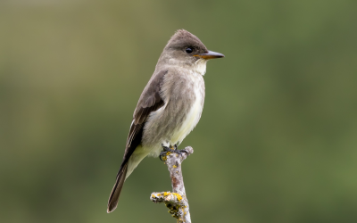 Introducing Birds Canada’s 2024 Avian Ambassador: The Olive-sided Flycatcher