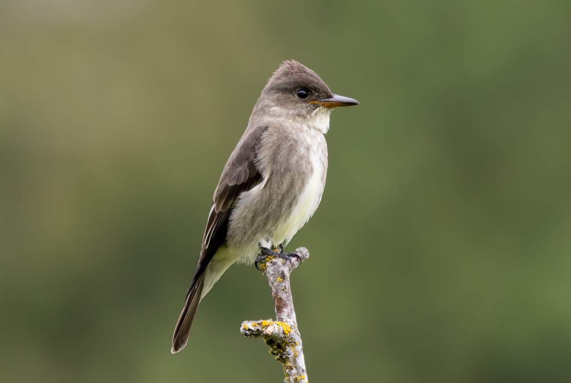 An Olive-sided flycatcher perches on a branch