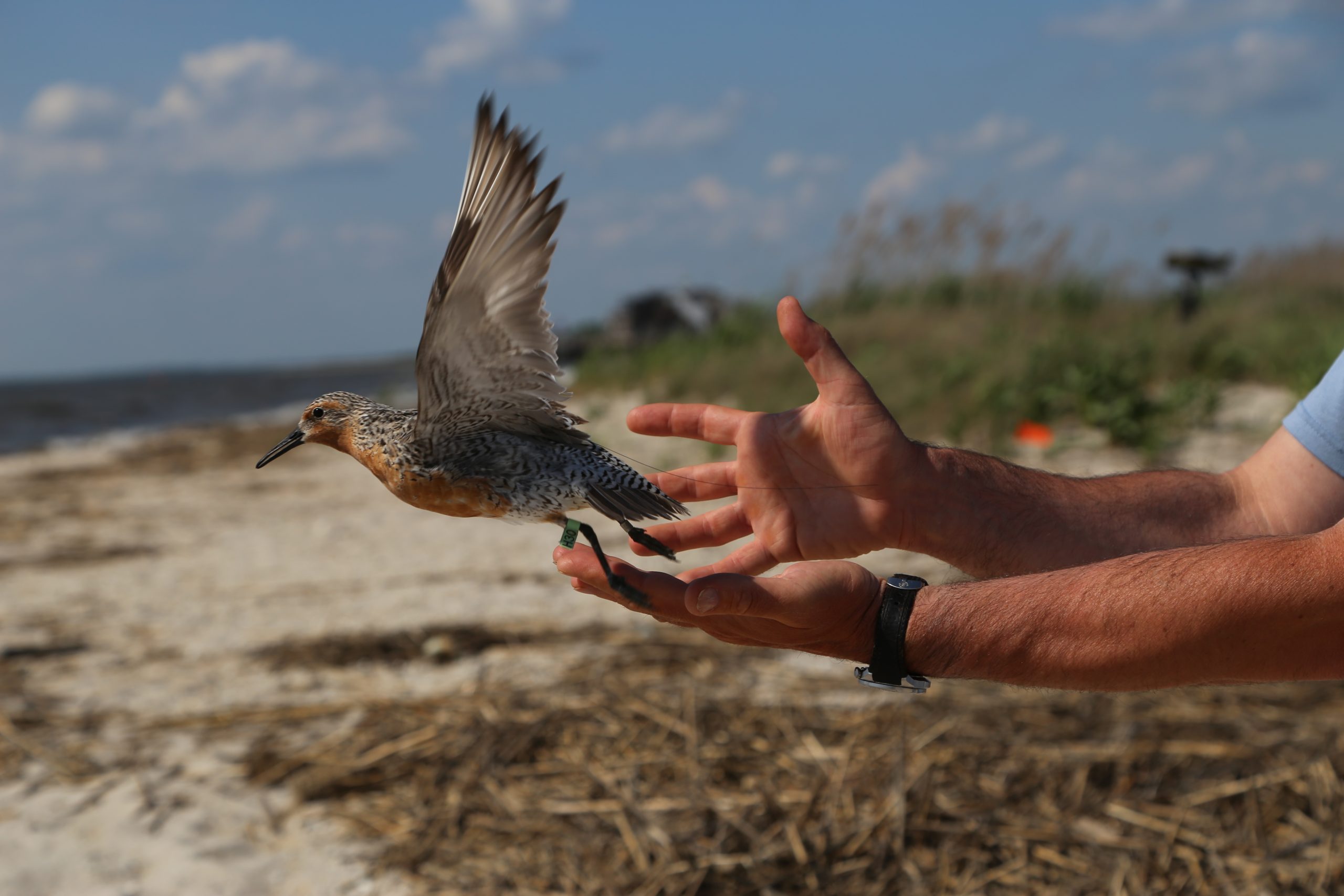A Red Knot is re-released with a Motus tracking tag