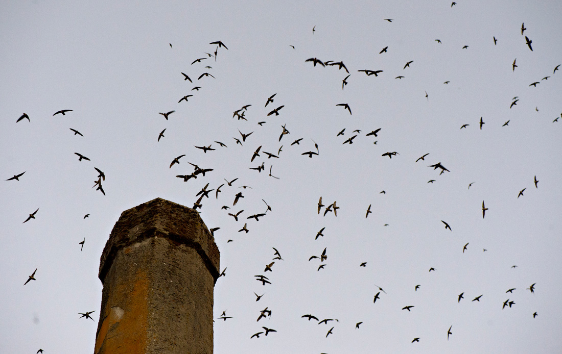 A flock of Chimney Swifts funnel into an old rusted smokestack.