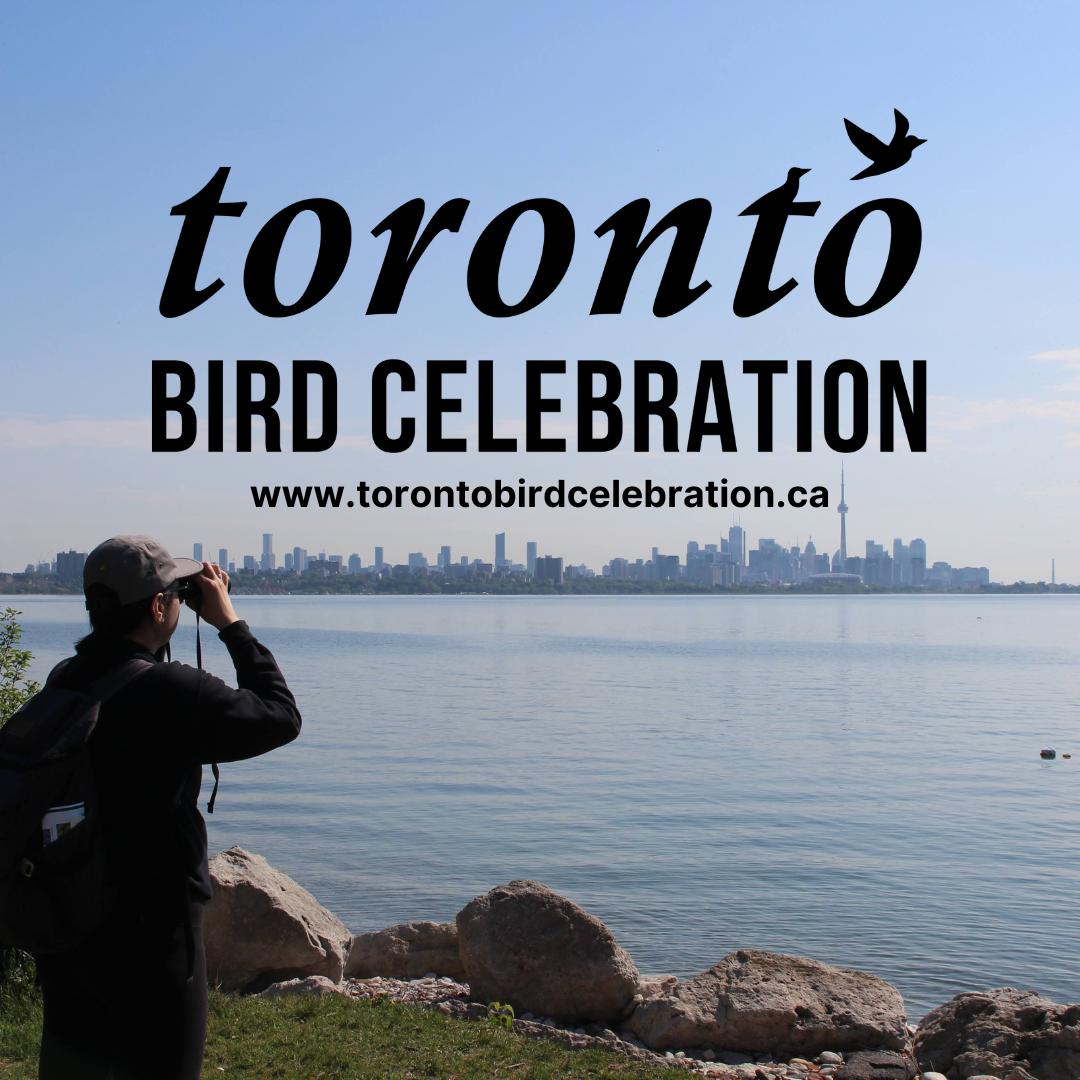 Une personne regarde de l’autre côté de l’eau l’horizon de Toronto.