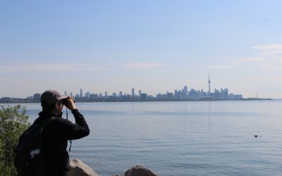 The Toronto Bird Celebration Returns!