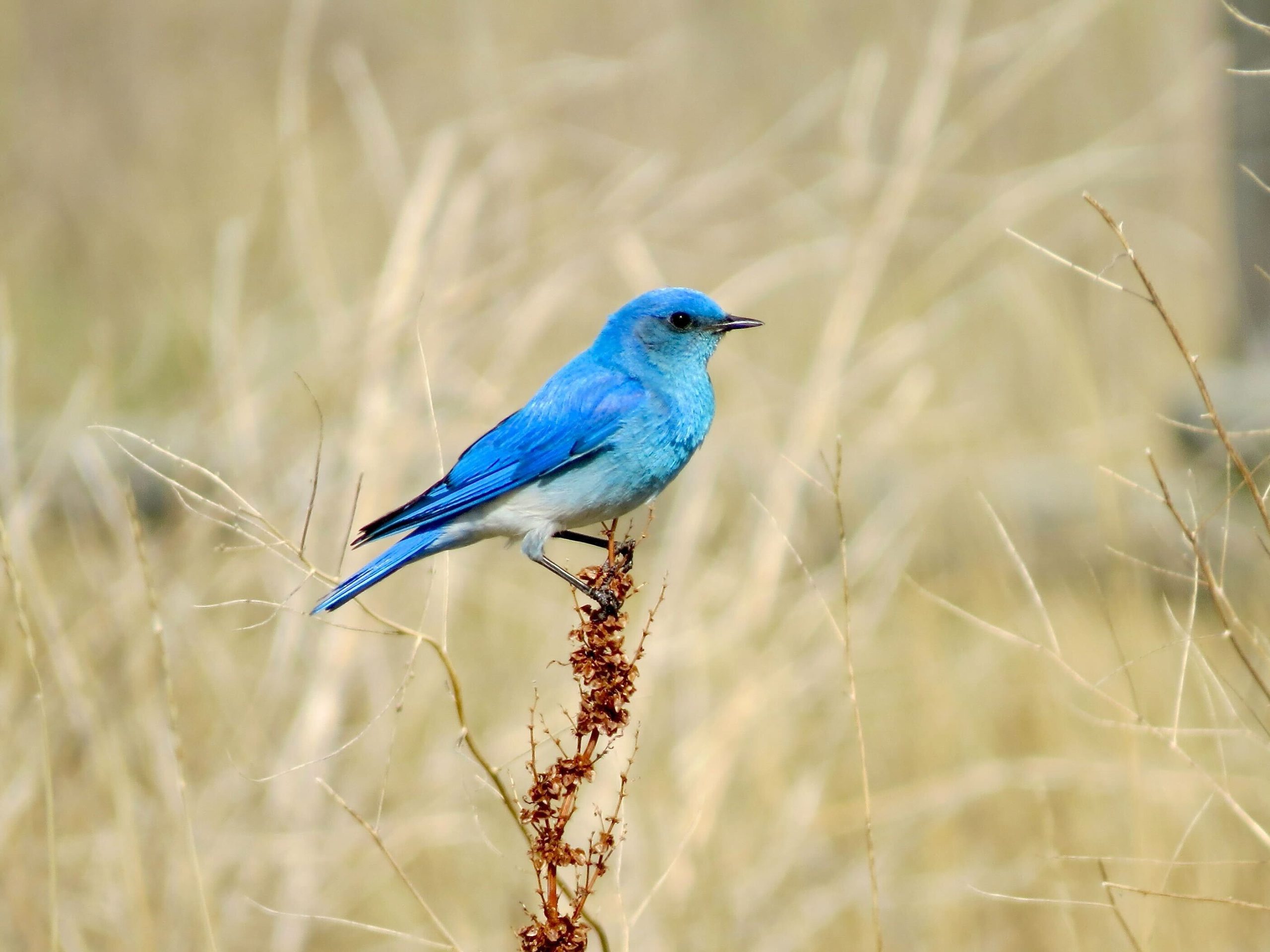 A vivid blue male Mountain Bluebird perches on a branch.