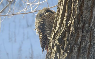 What does weird winter weather mean for birds?