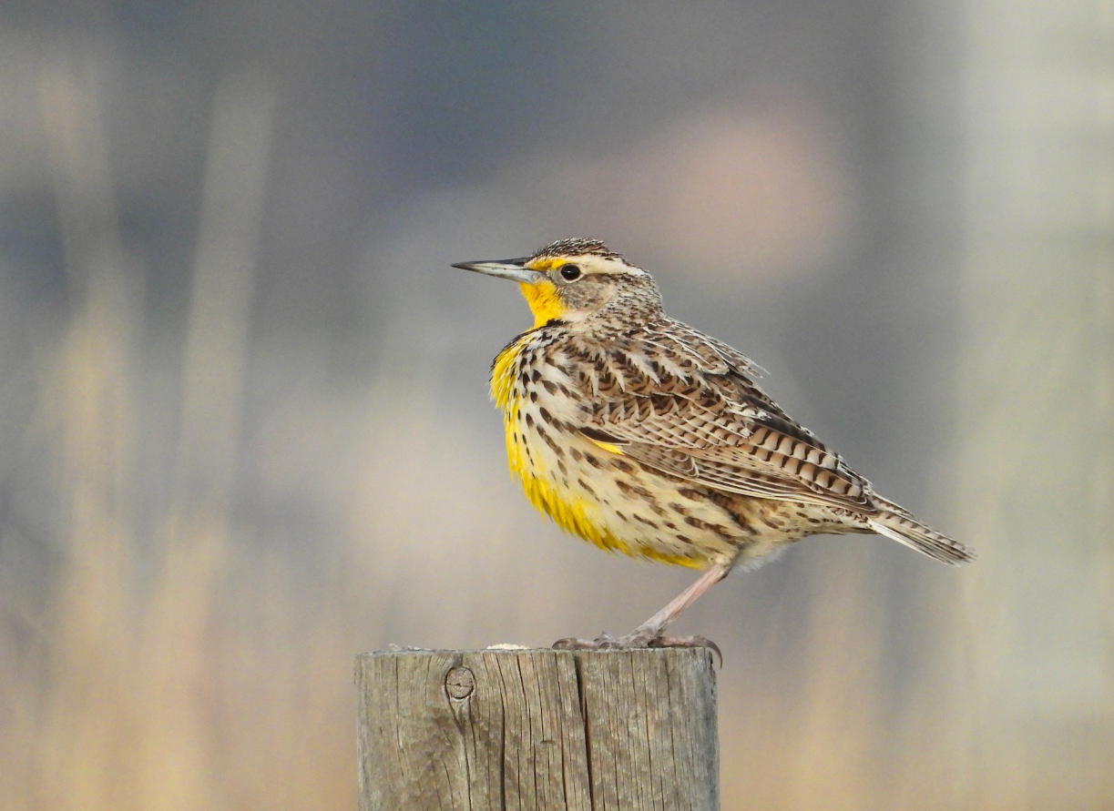 A Western Meadowlark perches on a fence post, looking back over its shoulder to the right with its distinctive vibrant yellow plumage visible on the throat, contrasting with its brown speckled body plumage. It has a stout and round body with a flat head and long, slender beak,