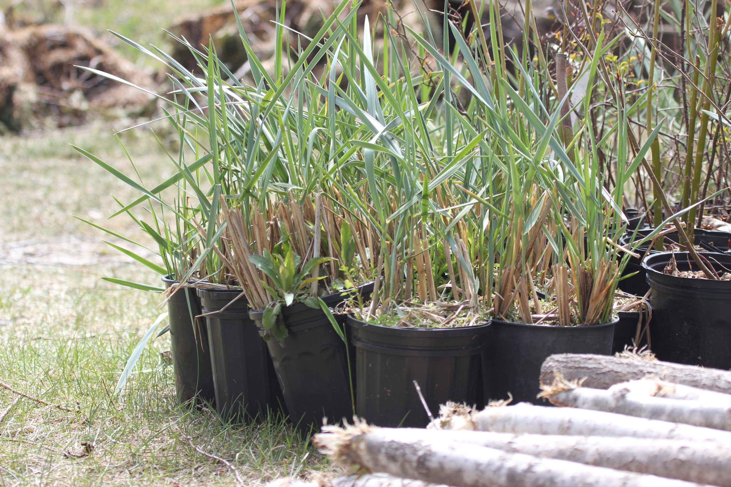 Plantes prêtes à être utilisées dans le projet de restauration de Youghall Beach.