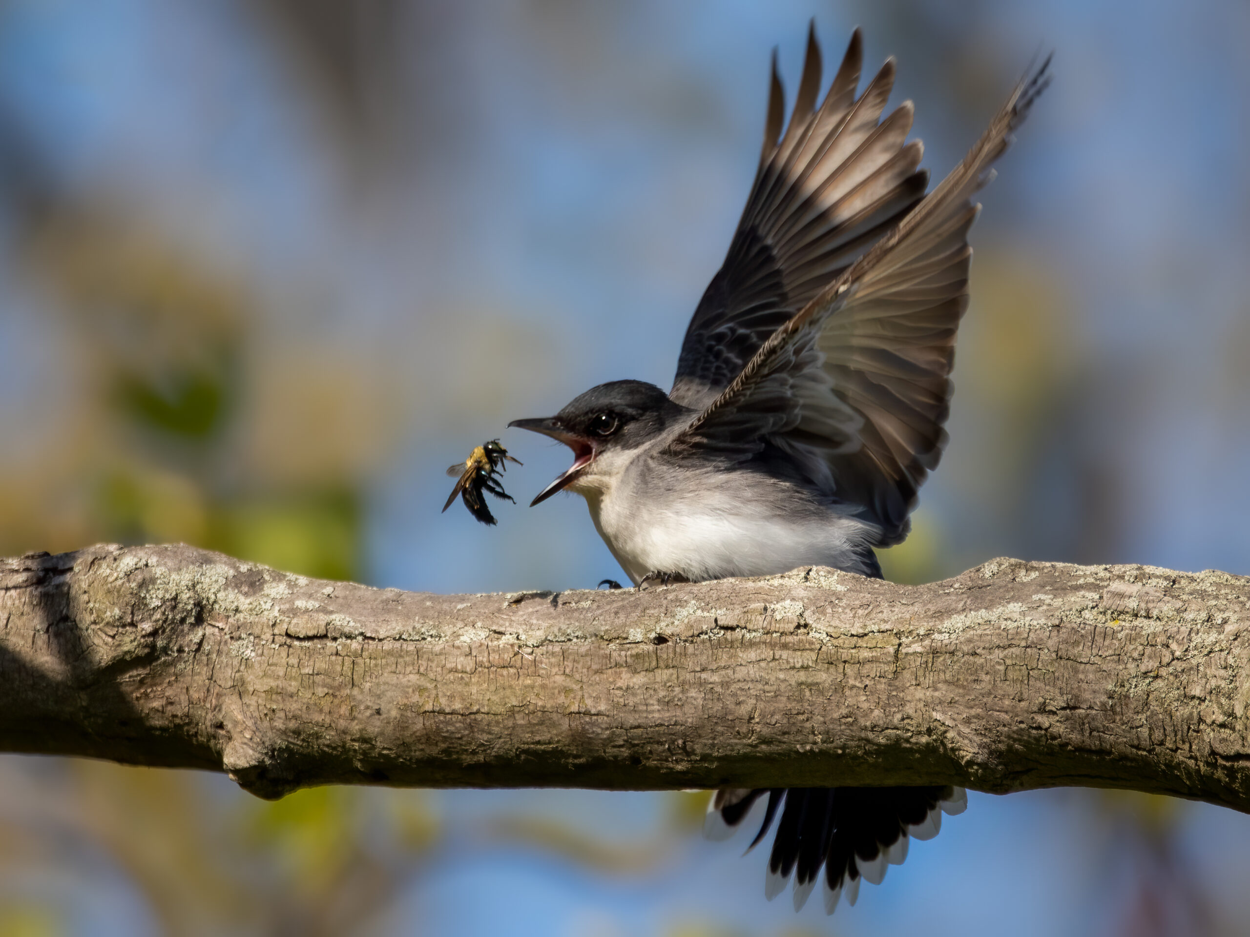 EasternKingbird_June2020_Roberto-Haveroth