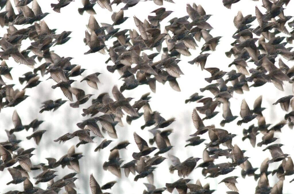 Flock Together for the Great Backyard Bird Count