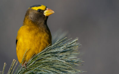 Birding Across Canada: Highlights from the 2025 Great Backyard Bird Count