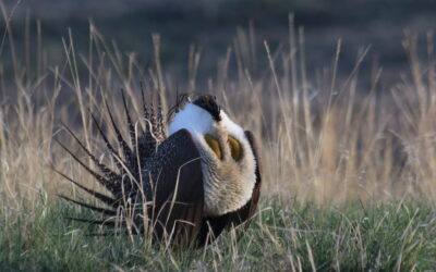 New Key Biodiversity Areas Highlight Critical Prairie Habitat for Species at Risk