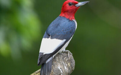Habitat on the Line: Ontario Plans to Eliminate Key Protections for Endangered Birds